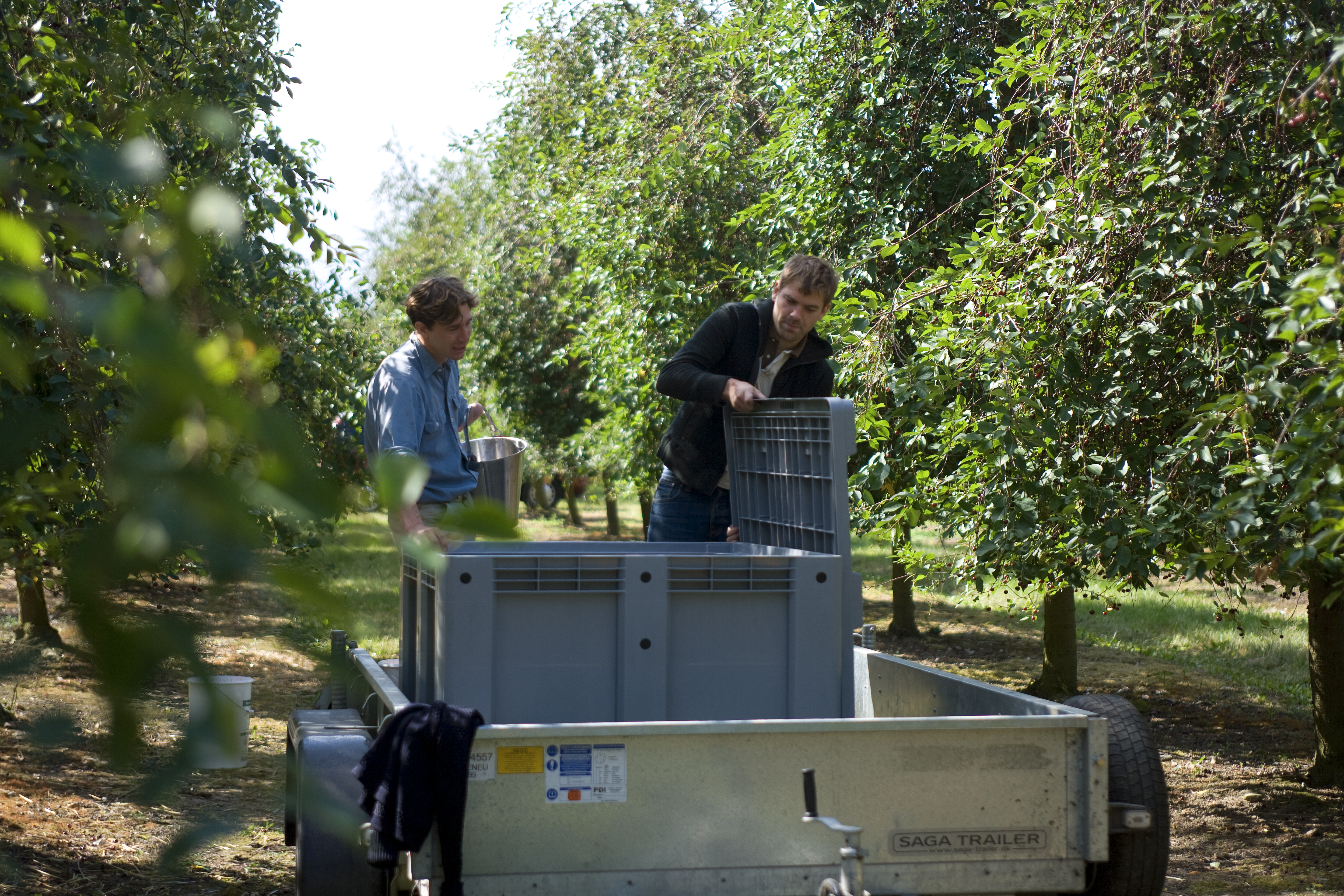 The cherry adventure