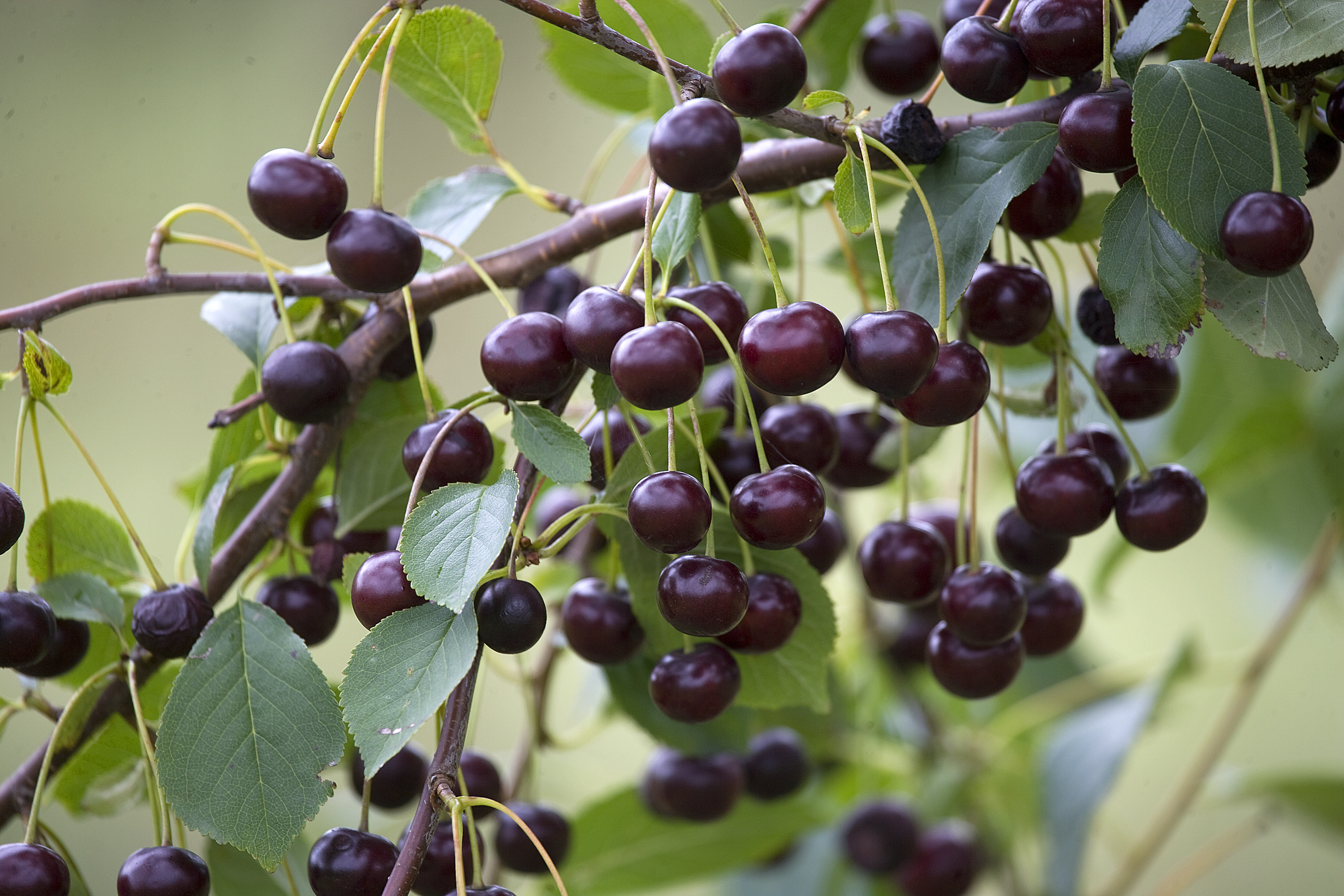 DIE GESCHICHTE DER TRAUBE DES NORDENS